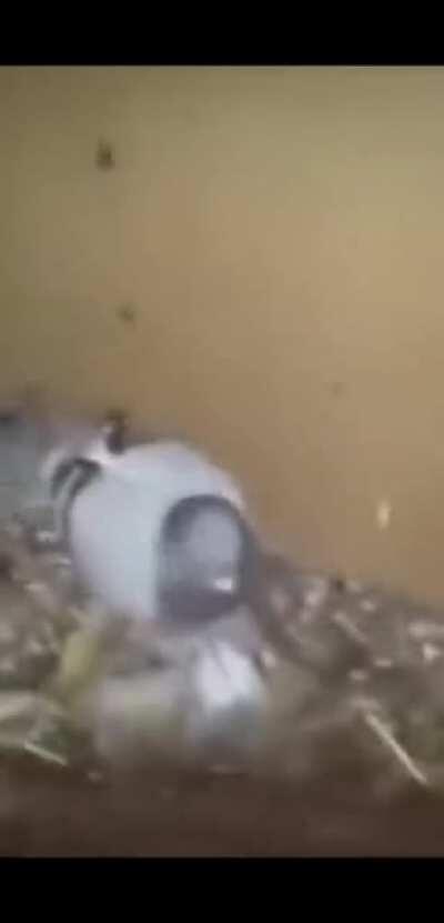 *Pone de título un chiste de peruanos que mata a todos de la risa*