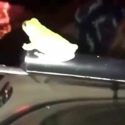 Sapo a observar fogos