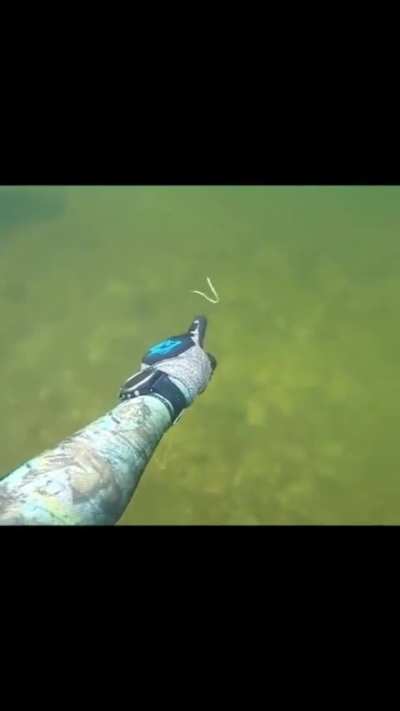 When someone urinates in the water, the candiru fish swims into and lodges itself in the urethra of the unsuspecting individual. Once inside, the fish uses the spines on its gill covers to hold itself in place, which is painful and makes removal possible 