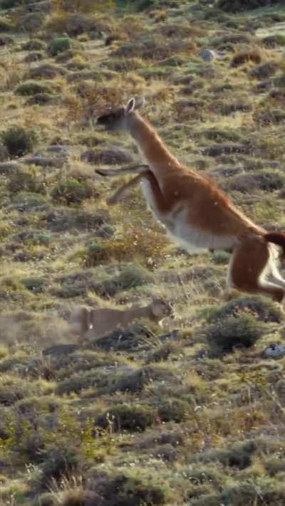 Petaka in full action.