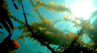 Below the fish, kelp and shimmering sun, Laguna Beach