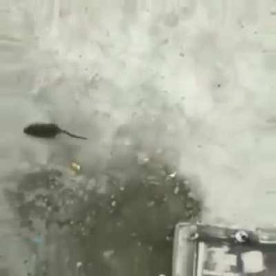 Malphite Q’s Twitch