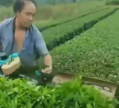 Mowing tea.