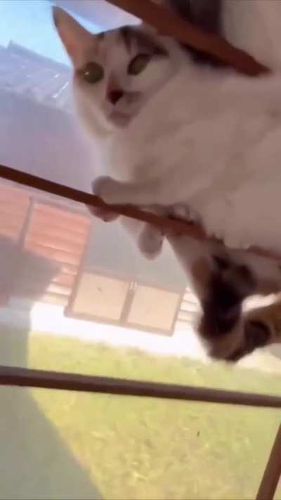 cats being cats