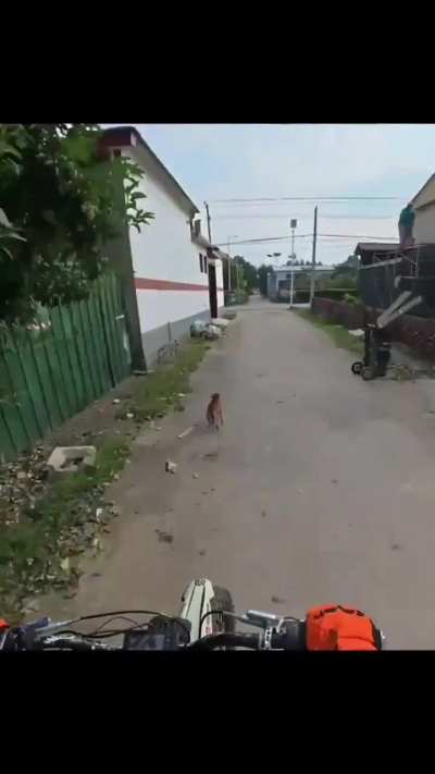 That dog would never bark at anyone again 😭😂