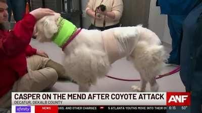 A Georgia Sheep Dog Is Lucky To Be Alive After Killing Eight Coyotes In A Vicious Fight That Lasted At Least 30 minutes