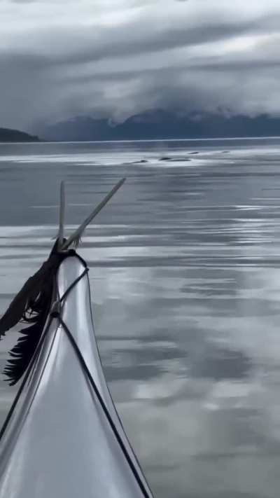A peaceful kayak trip turns unforgettable — humpback whales surface just meters away in Sitka, Alaska.