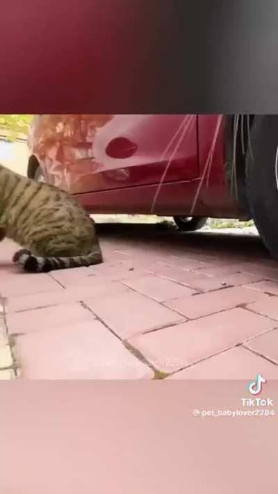 Buncha loud ass cats idk