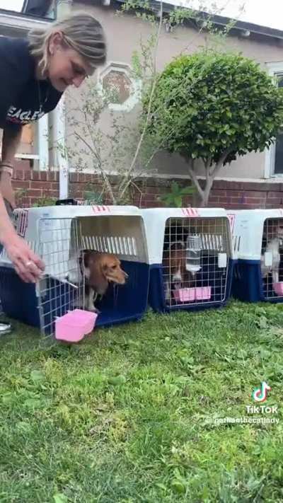 This guy rescued 30 beagles from a testing lab It's the first time they've seen grass and they couldn't be happier.