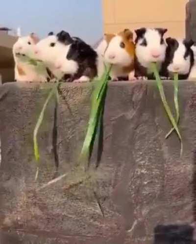 There’s some kind of metaphor here....