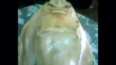 Cursed_fish