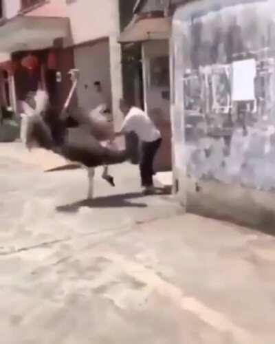 Cartoon Ostrich w/sound