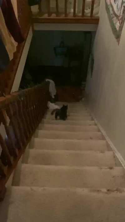 Colter has radial hypoplasia (congenital deformation of the bones in his front limbs) and it makes him run down the stairs like this: