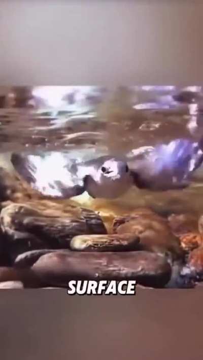 A brown dipper hunting underwater - One of the few songbirds able to swim and feed in fast, freezing mountain rivers