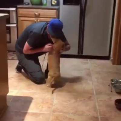 Dachshund welcomes owner home!