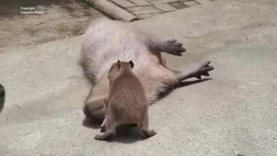 bAbY cApYbaRa tAcKlEs mOtHEr tO tHe gRoUnd aND sLiTs hEr ThRoaT, wHilE oThErS wAtCh oN iN TeRrOr