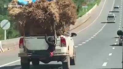 Farmworkers cling to the outside of over-loaded pickup-up truck