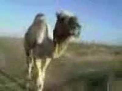 Funny camel video