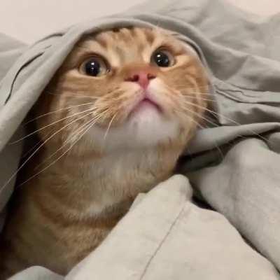 The Cat Has Stirred And Ventured From His Dwelling Beneath