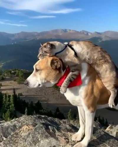 Mountain Climbing Buddies