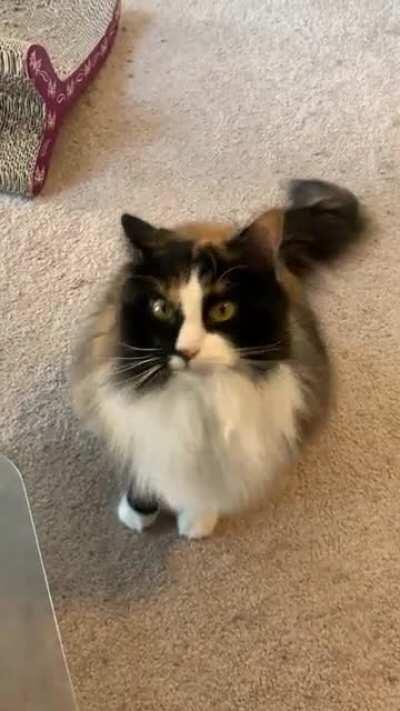 My cat, Puzzles, does not meow. She chirps.