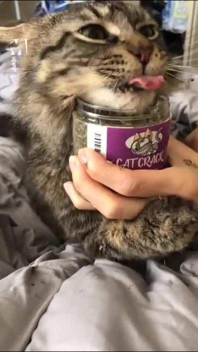 Cat won't let go of the addictive catnip