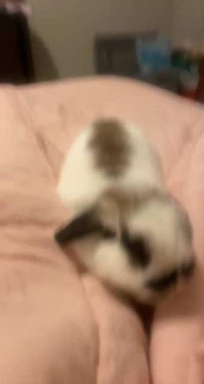 Big’ol yawn from little bun