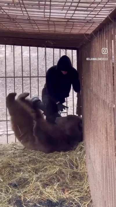 Islam vs bear new footage