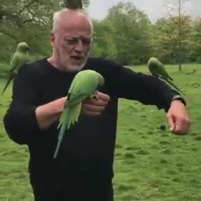 David, covered with birds, gets bitten by a bird (the green variety)