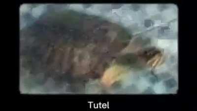 Tutel: 0 ATK, 0 DEF, NaN HP. +100 Distraction