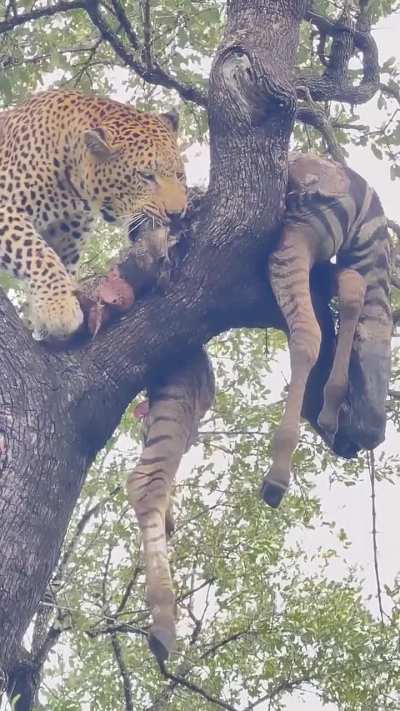 A leopard handles its prey, a mangled young zebra