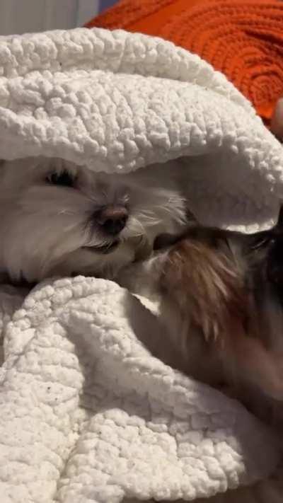 My Maltese being annoyed by her little sister 