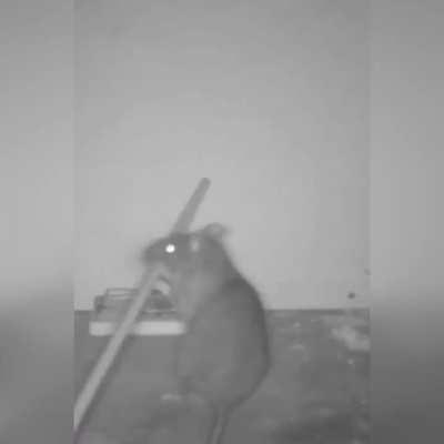 Who is smarter the hunter or the hunted?