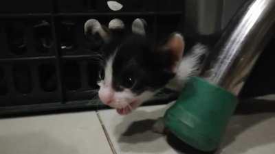 Here's a picture of Cal exploring where he will be spending the rest of his criminal life!