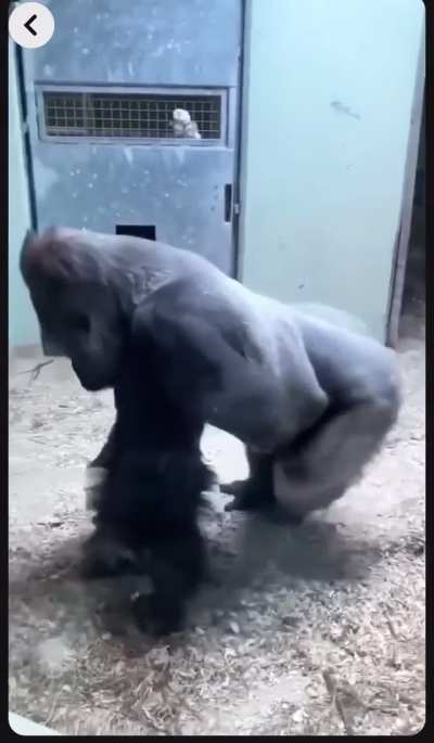 ape must spin