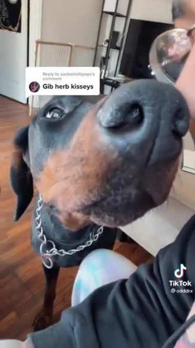 Cornbread needs her kisses!