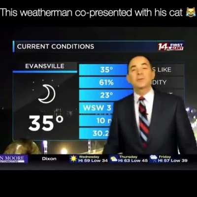 The cat we need, not the cat we deserve.