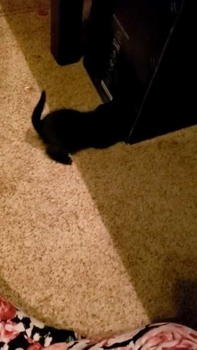 Kitty bonk