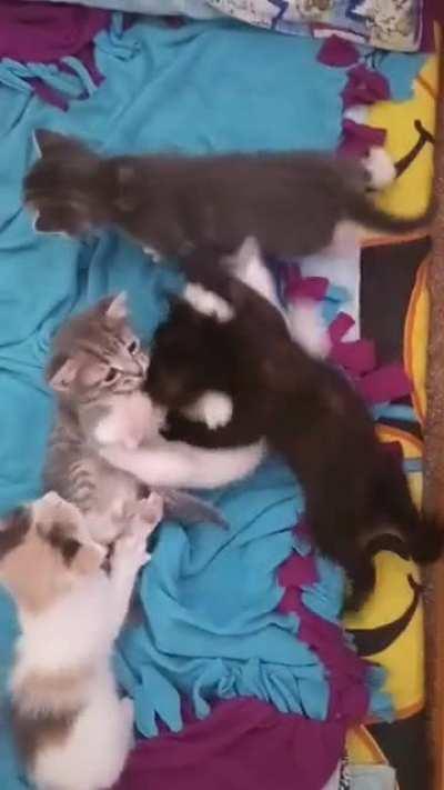 They play now! Yay!! 😻 Their adorableness makes my whole day 💕