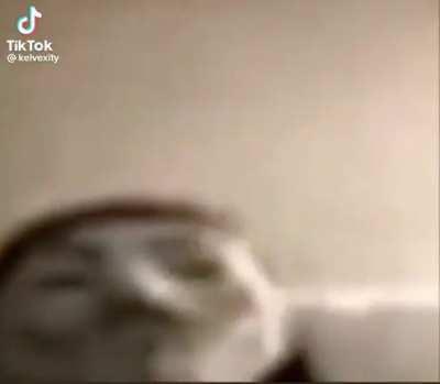 print('Hello, World!' )