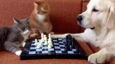 surprising move from the referee