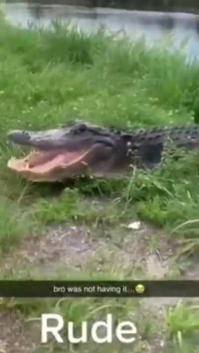 gator
