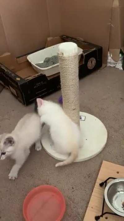 I think they mistook these monkeys as kittens.