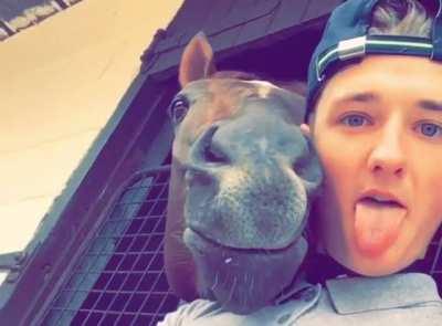 Horsey see, horsey do