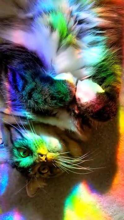 She's a freeloader but I love her 😸