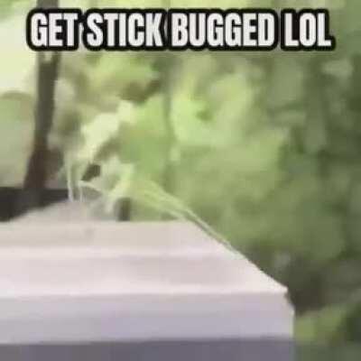 Çubuk böcek> Çubuk adam