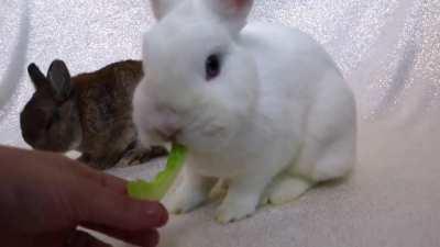 Smol fight to the death over lettuce