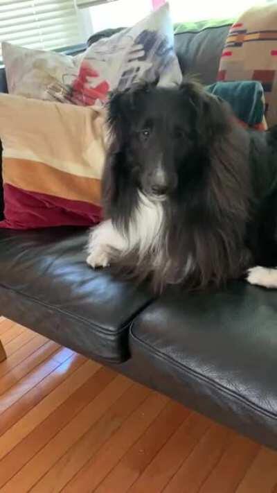 Getting a new deck built is giving Bella lots of opportunities to practice her inside voice.