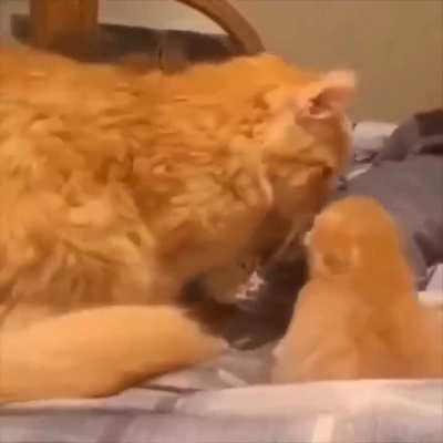 Mommy cat showing her kitten to her dog friend.. 😊
