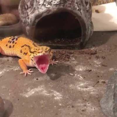 enjoy this video of my sleepy baby